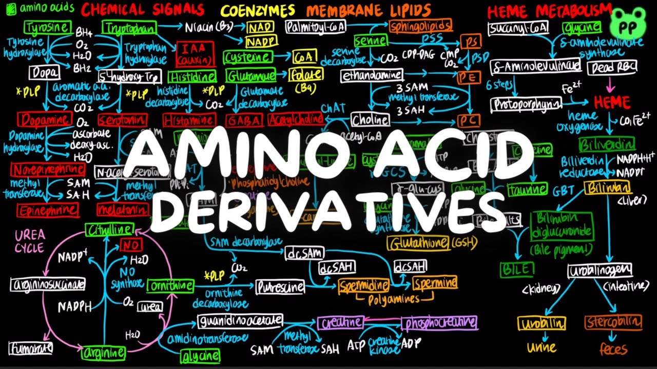 Amino Acid Derivatives | Nitrogen Metabolism 03 | Biochemistry | PP Notes | Lehninger 6E Ch. 22.3
