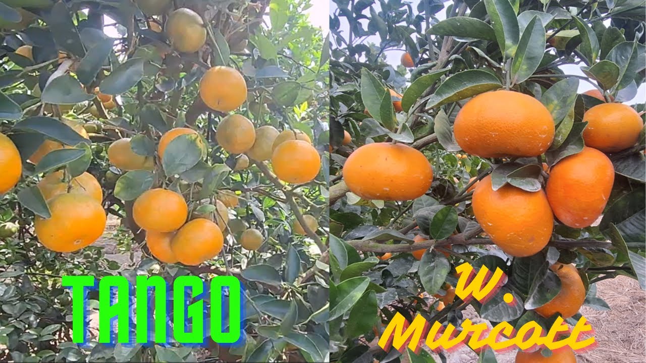 Diferencias entre Tango o W  Murcott