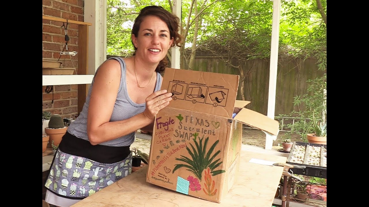 How to host a succulent swap: An unboxing and plant wrapping demo with Sucs for You