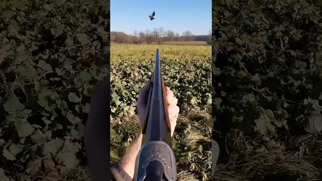 I Hunted a Cormorant, Fish Devouring Bird