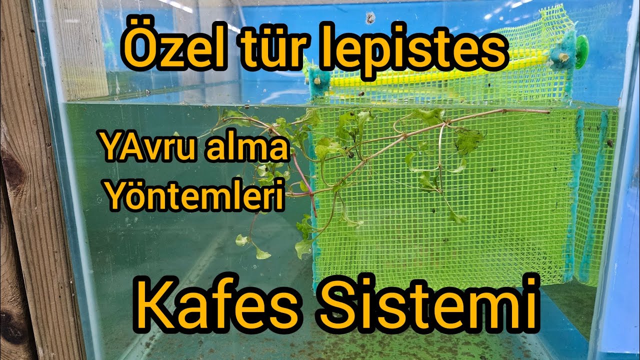 Özel Tür Lepistesler İçin Kafes Sistemi  Yavru Elde Etmenin Püf Noktaları