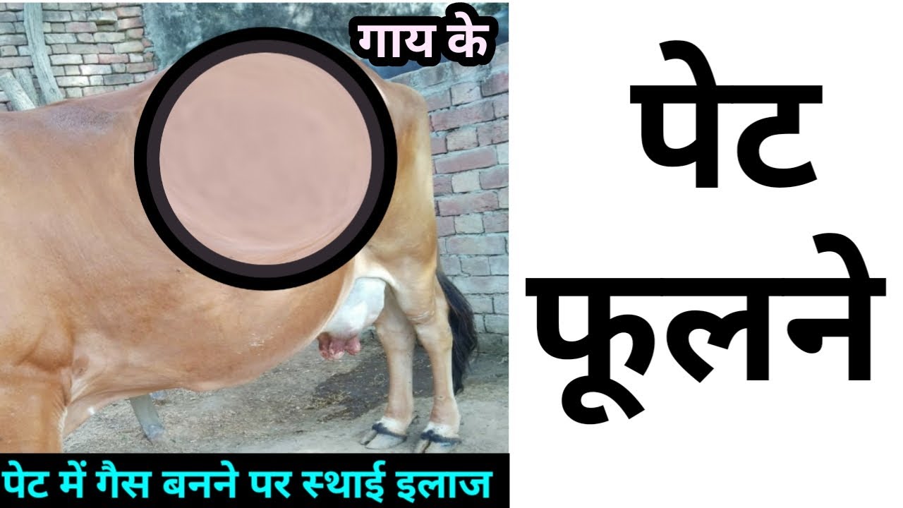 cow ke pet me gas गाय के पेट में गैस का इलाज gaay ka pet fulne ka ilaj गाय के पेट फूलने का इलाज