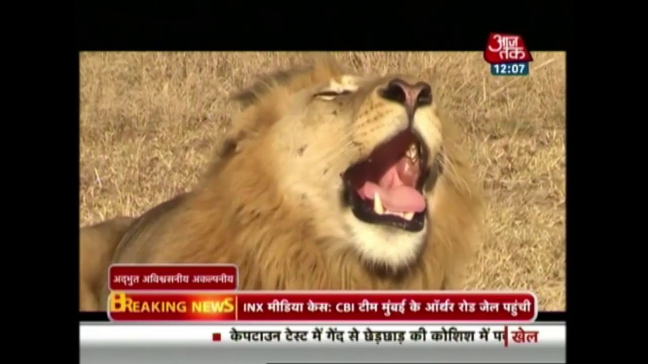 गिर में शेरों और इंसानों के बीच अद्भुत अविश्वसनीय अकल्पनीय रिश्ता