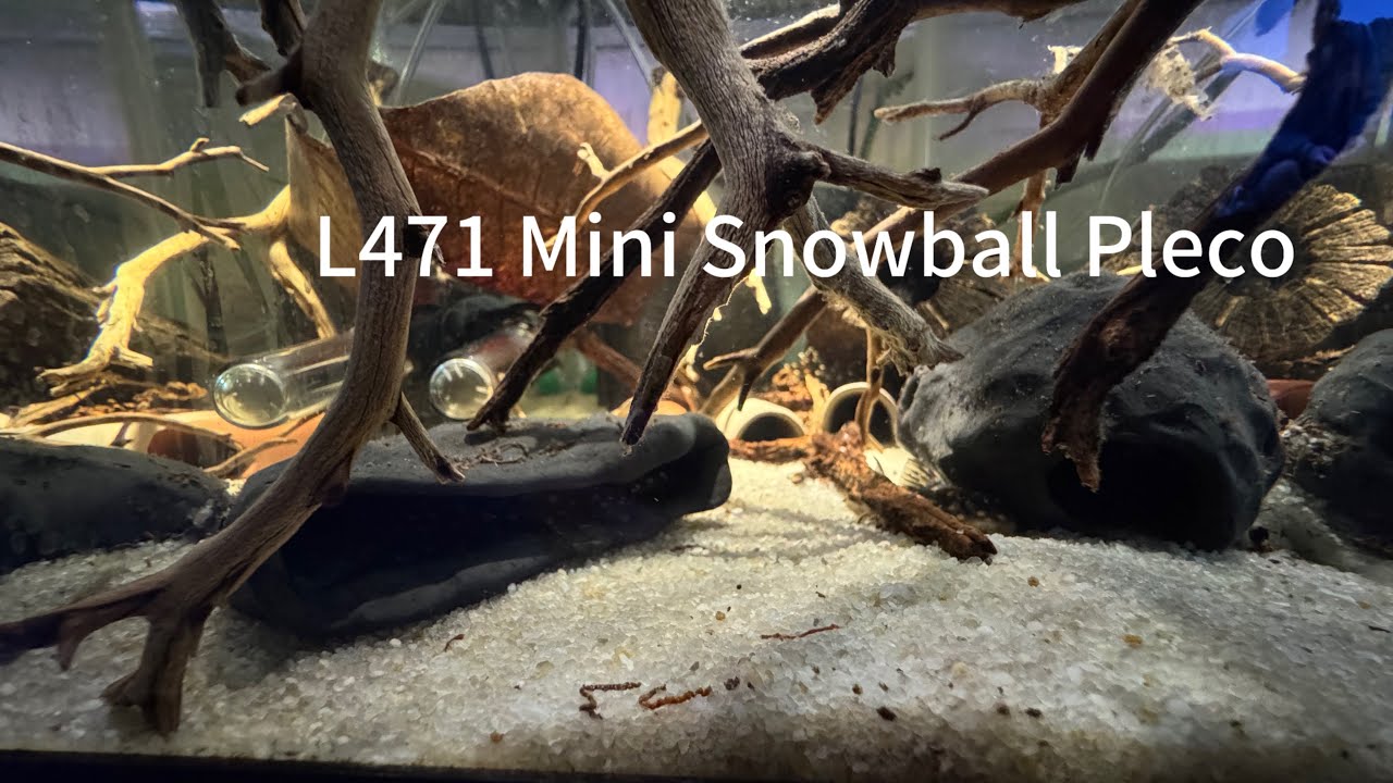 L471 Mini Snowball Pleco