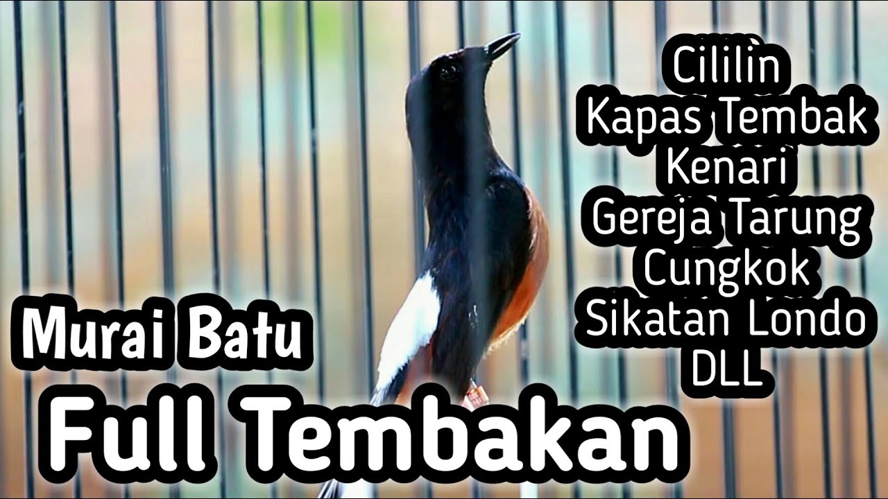 MURAI BATU GACOR FULL ISIAN TEMBAKAN MEWAH, CILILIN KENARI GEREJA LOVEBIRD SIKATAN LONDO CUNGKOK DLL