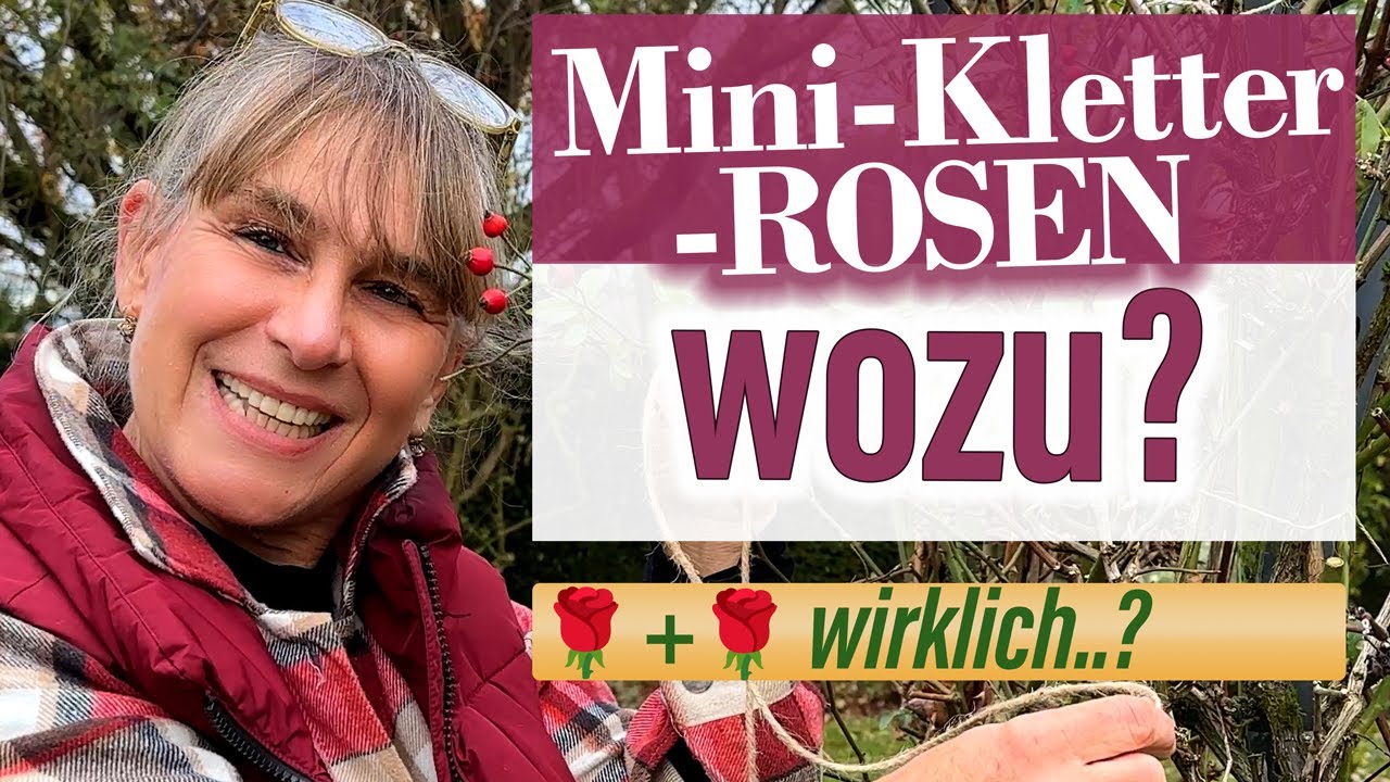 Mini-Kletterrosen 🌹 Die besten Sorten & Wintertipps für kleine Gärten (Patio Climber erklärt)