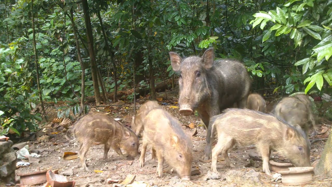 Mother Wild Boar & Her Cute Piglets Come Out of the Forest to Enjoy Human-Provided Food