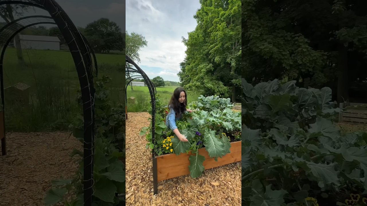 I Grow Food With Chronic Pain 🌱 #gardeningvideos #gardening #growyourownfood #growfood #garden