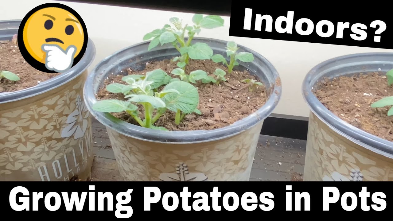Growing Potatoes in Small Pots - Starting Potatoes Indoors