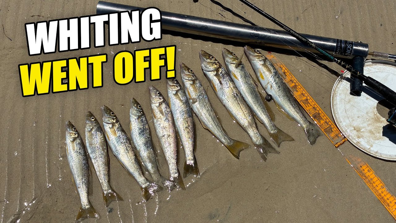 Pumping Bait, Bagging Out on Yellowfin Whiting & Cooking the Catch | Yorke Peninsula Fishing