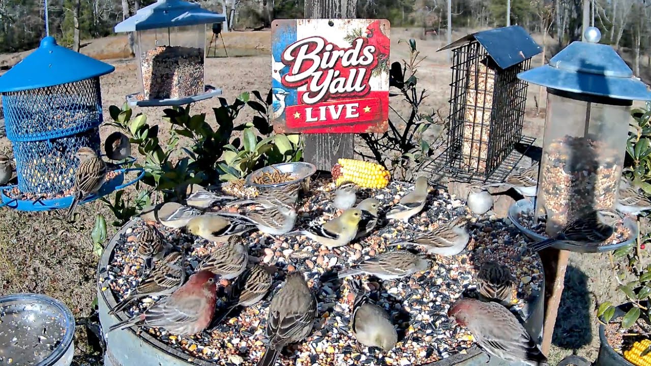 East Texas Bird Cam 🐦 | Backyard Birds & Peaceful Nature Sounds | Birds Y’all Live