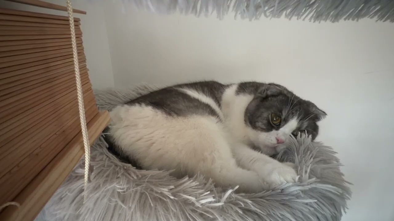 콩이와 함께하는 나른한 35분 🐱💤 | #고양이힐링 #새해힐링 #콩이 #고양이수면