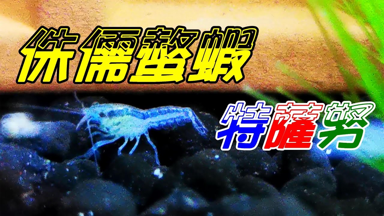 特薩努侏儒螯蝦日常