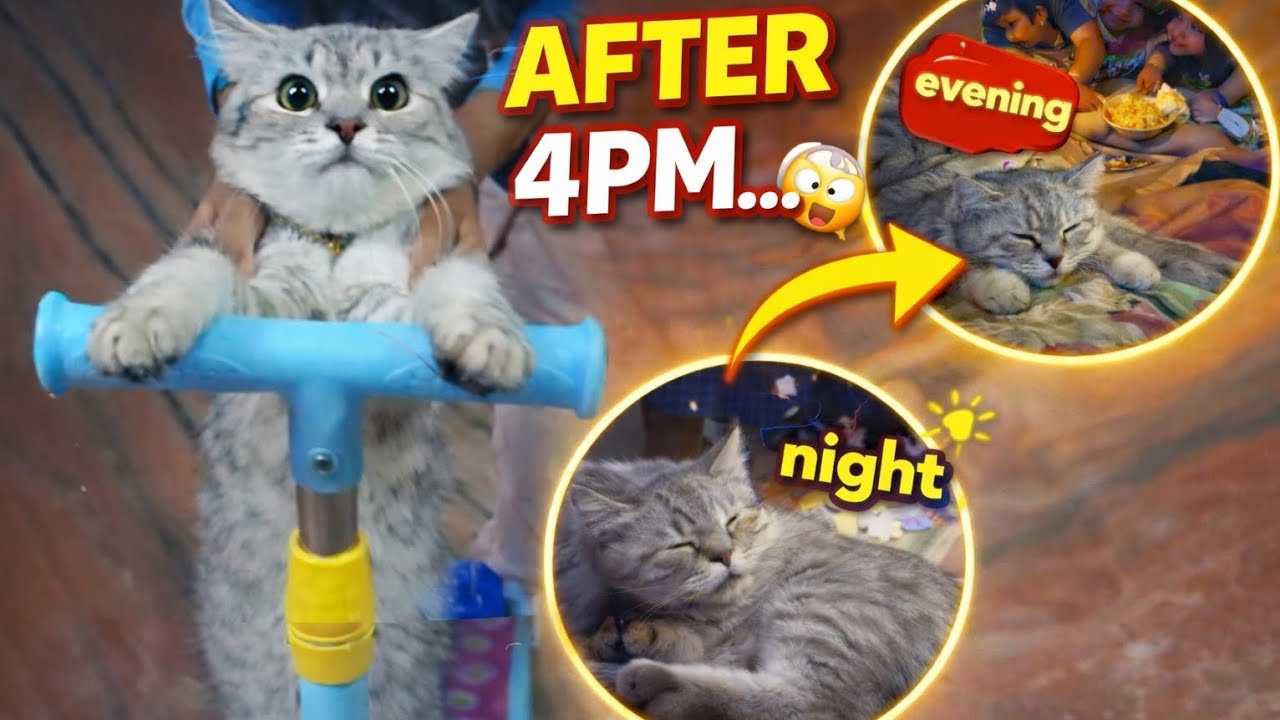 4PM കഴിഞ്ഞാൽ ഇവളുടെ കളികൾ തുടങ്ങും 😅🐱