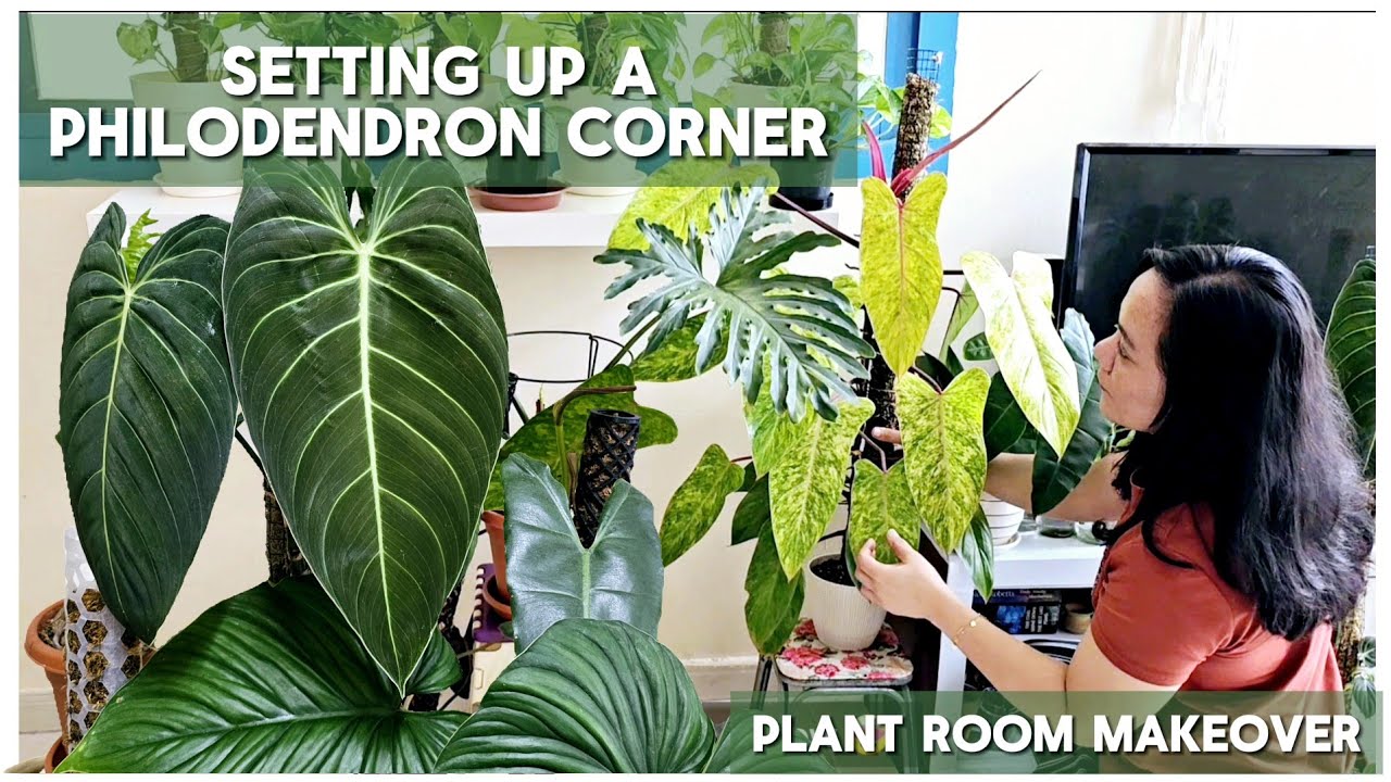 Setting Up A Philodendron Corner | Plant Room Makeover