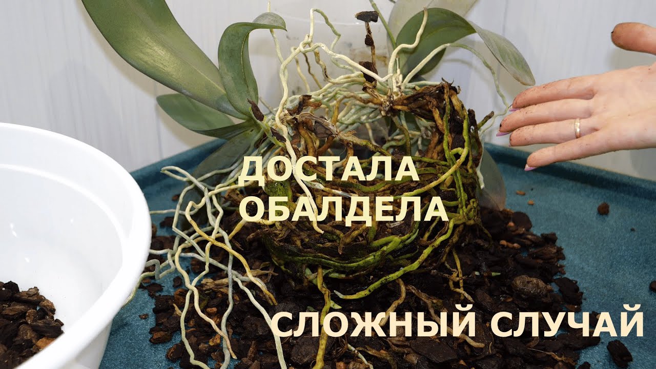 Достала орхидеи из горшка 😱 Разбиваю групповую посадку. Что с этим делать 🤦‍♀️ ШОК. Разве так бывает