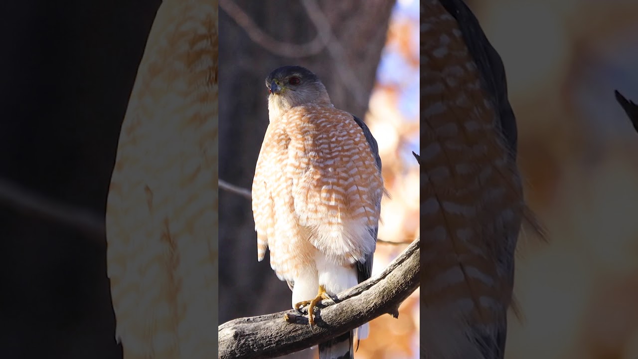 Ever wonder what a Coopers Hawk sounds like? #Shorts