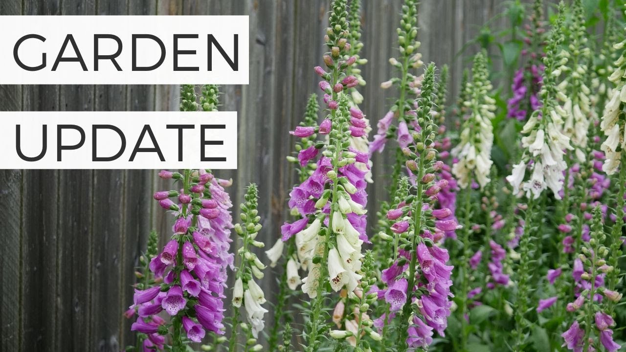 Garden Update: EVERYTHING'S BLOOMING! Snapdragons, Foxgloves, and Other Cut Flowers