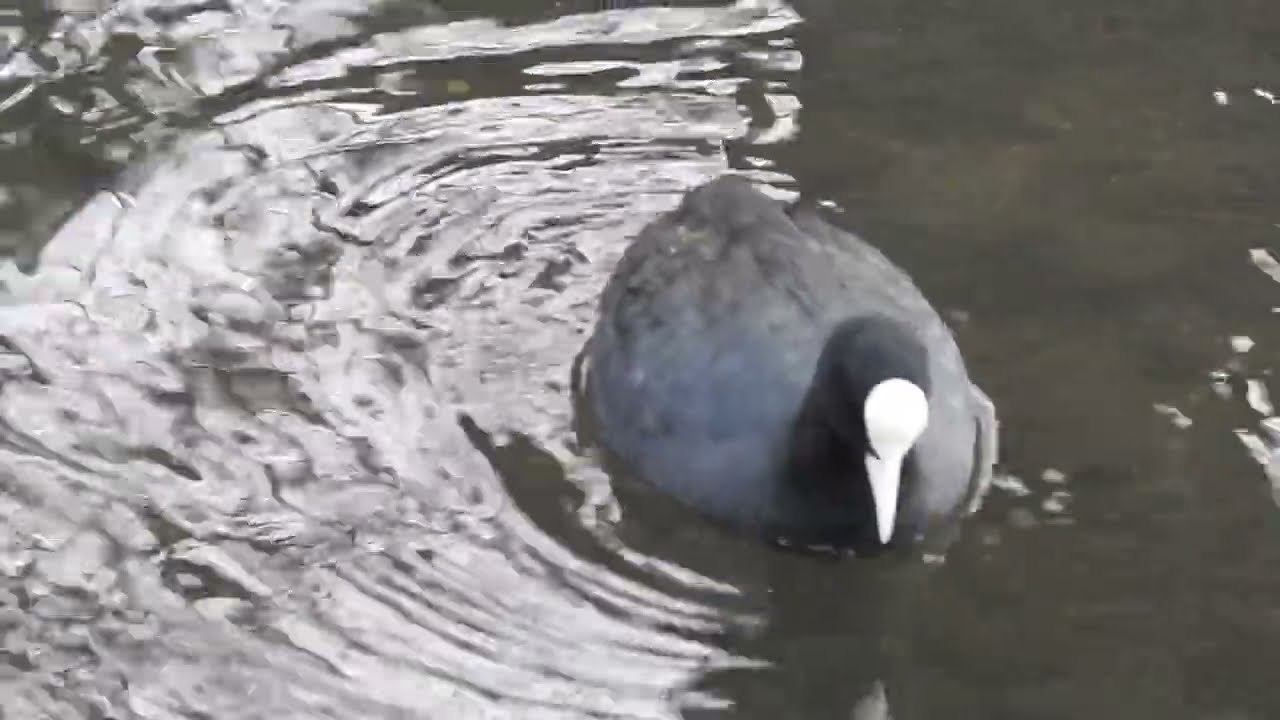 Tufted Ducks & Coots on a Winter Lake ❄️🦆 | Aythya fuligula & Fulica atra