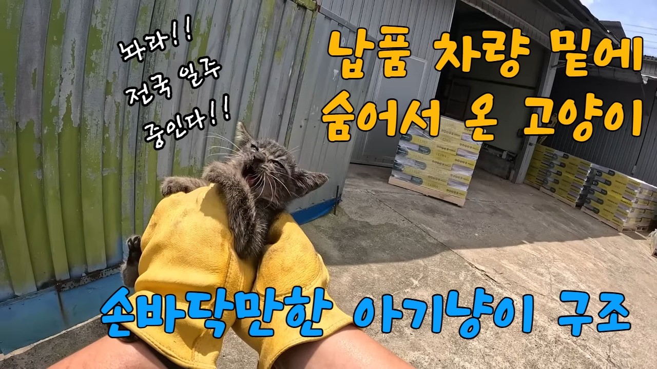 납품 차량 밑에 숨어서 온 아기고양이 구조  #길고양이구조 #길고양이 #cat