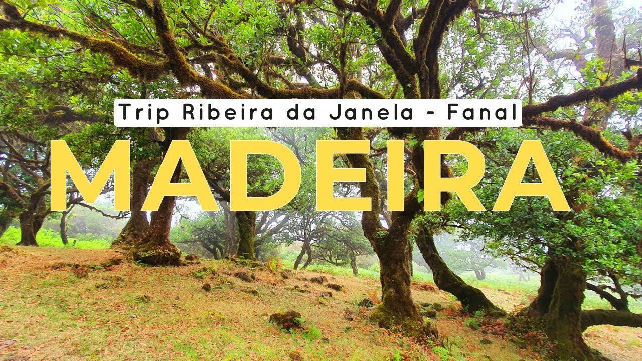 Madeira - Trip Ribeira da Janela - Fanal