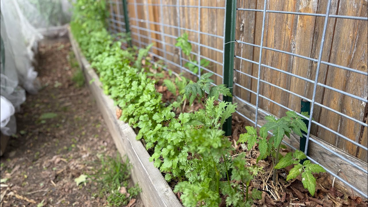 Por fin sembramos los tomates y pimientos | primera gran cosecha desde Connecticut #huerto #jardin