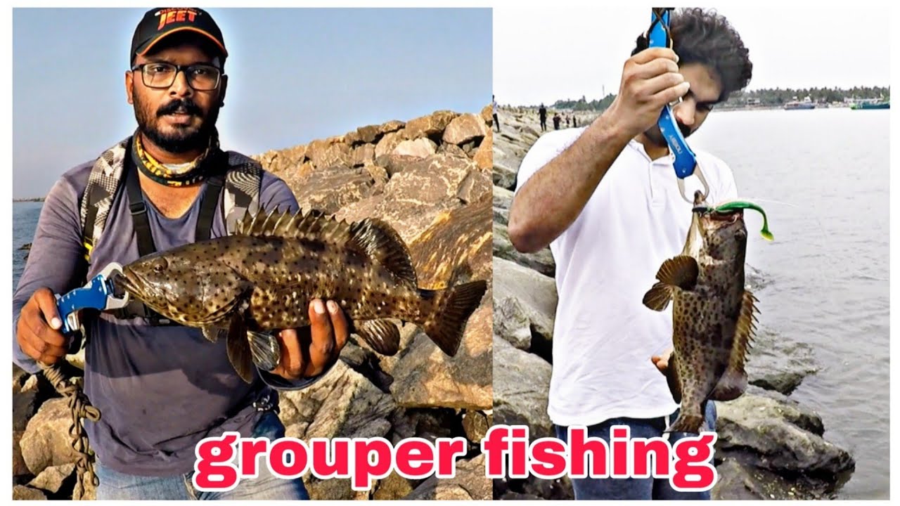 grouper fishing video | psycho angler | ഹമൂർ മീൻ പിടുത്തം 🎣 | kerala harbour fishing...