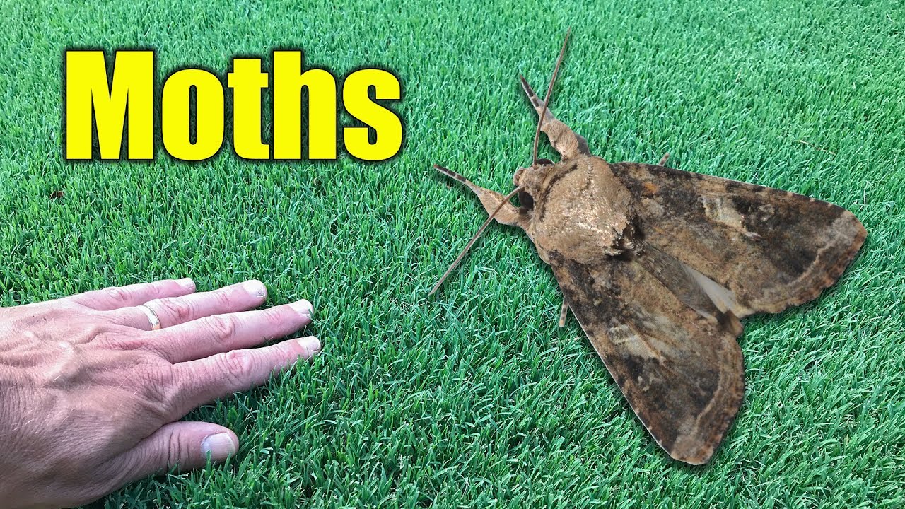 Moths in Lawn