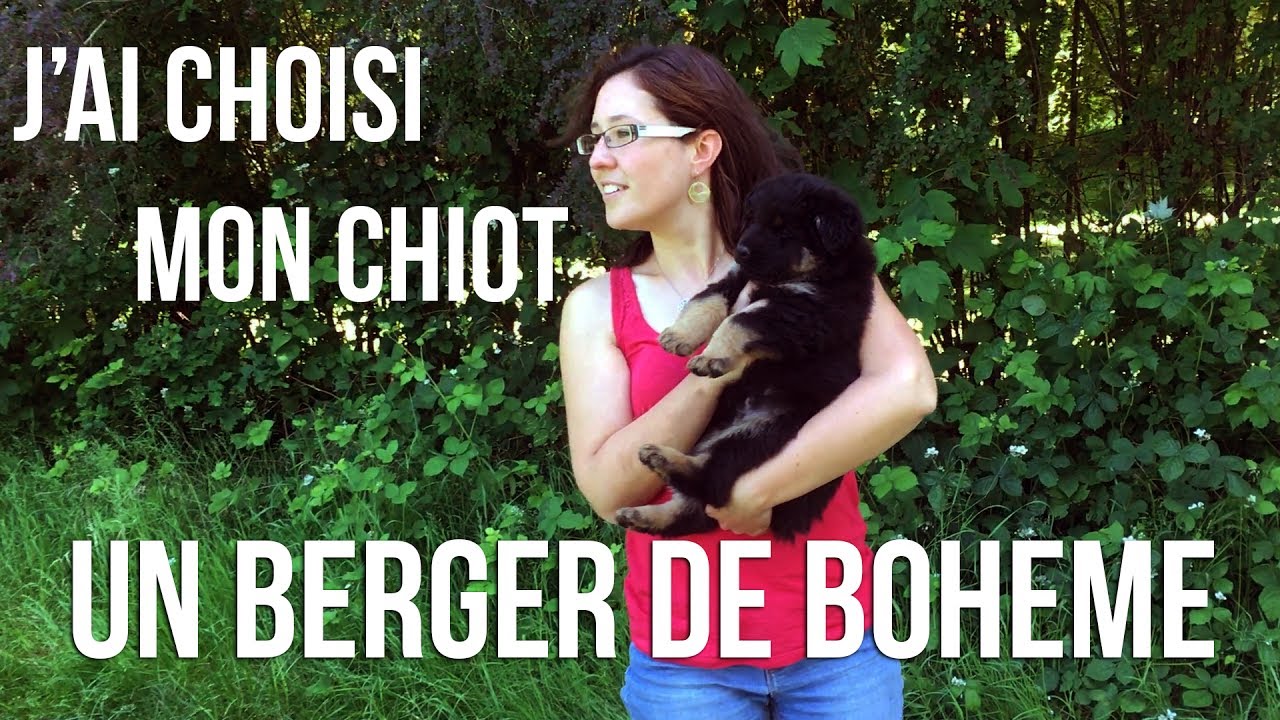 A la rencontre de mon chiot (Berger de Bohême)