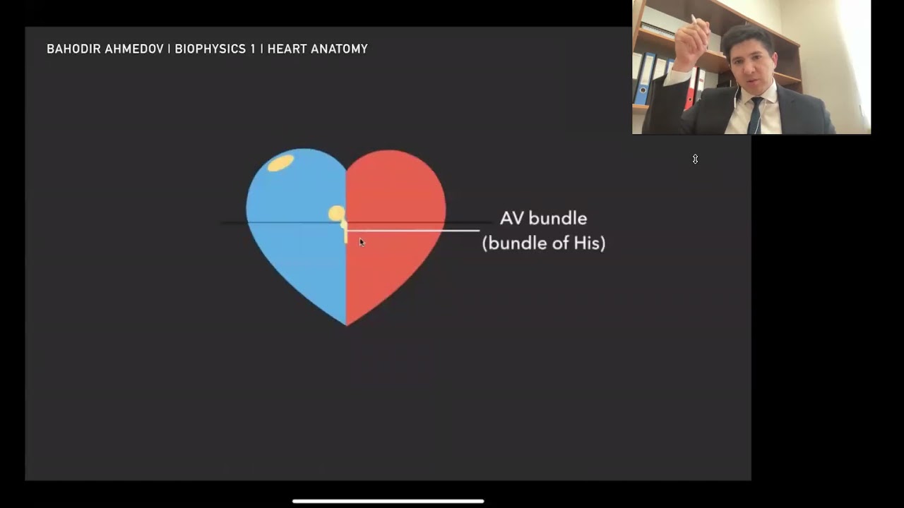 Biophysics 2021 | Lec15.1 - Heart's Anatomy. Basics of Electrocardiogram.