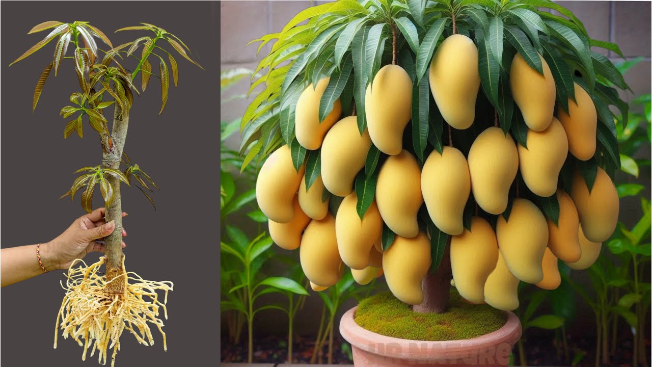 Unique Technique : Grafting Mango Tree Faster With Aloe Vera, how to growing mango tree