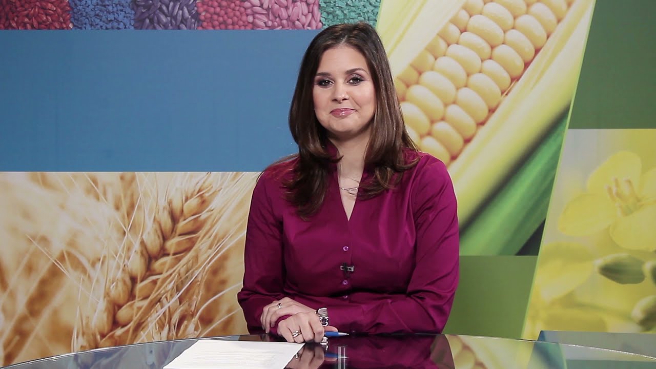 Kasna setva kukuruza i problem korova na parcelama BAYER VESTI