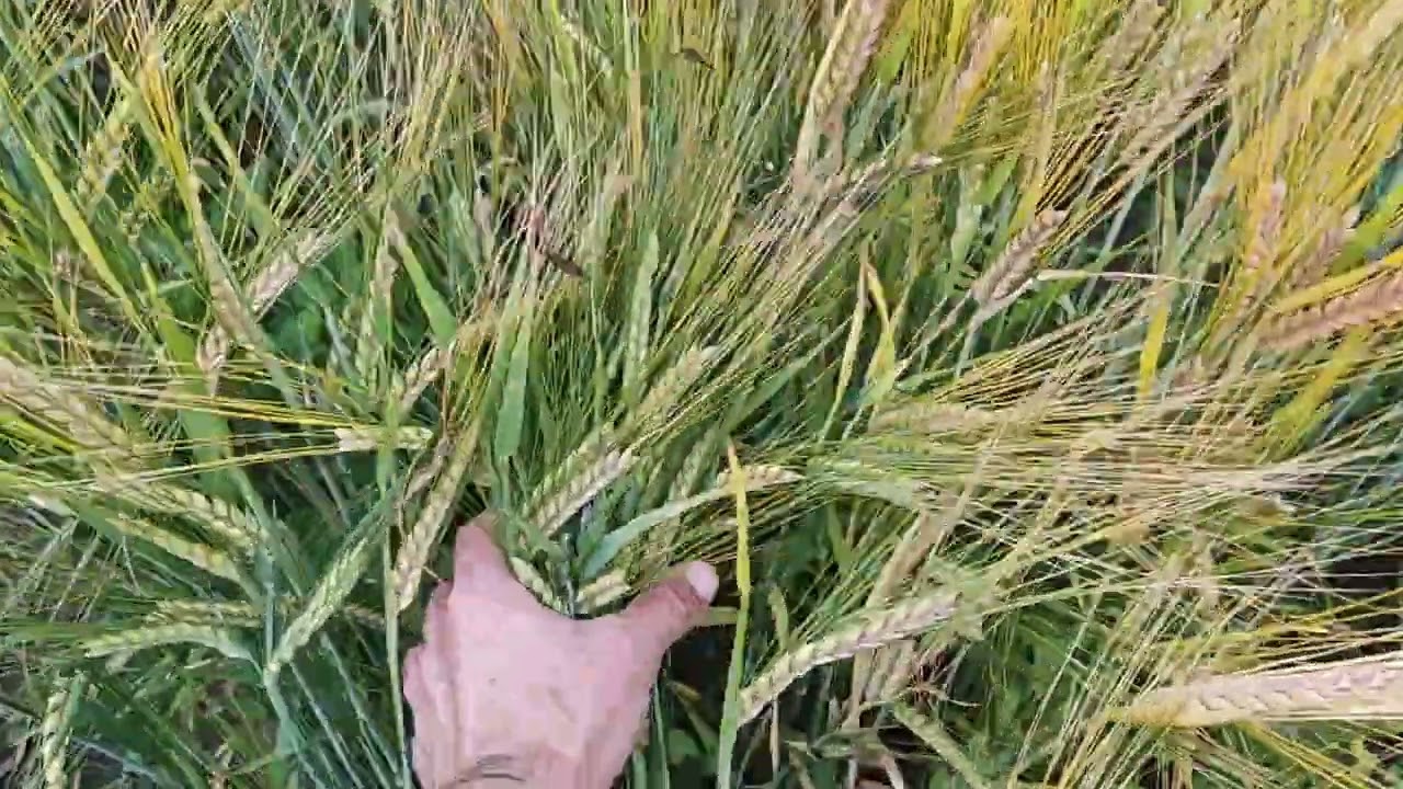 Ячмень яровой 