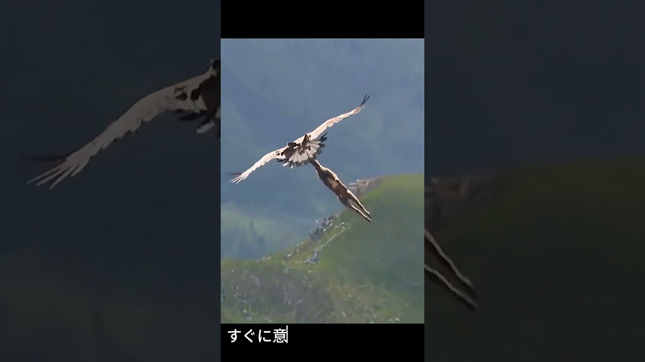 衝撃の捕獲術！ハクトウワシに狙われた子鹿の末路が・・・