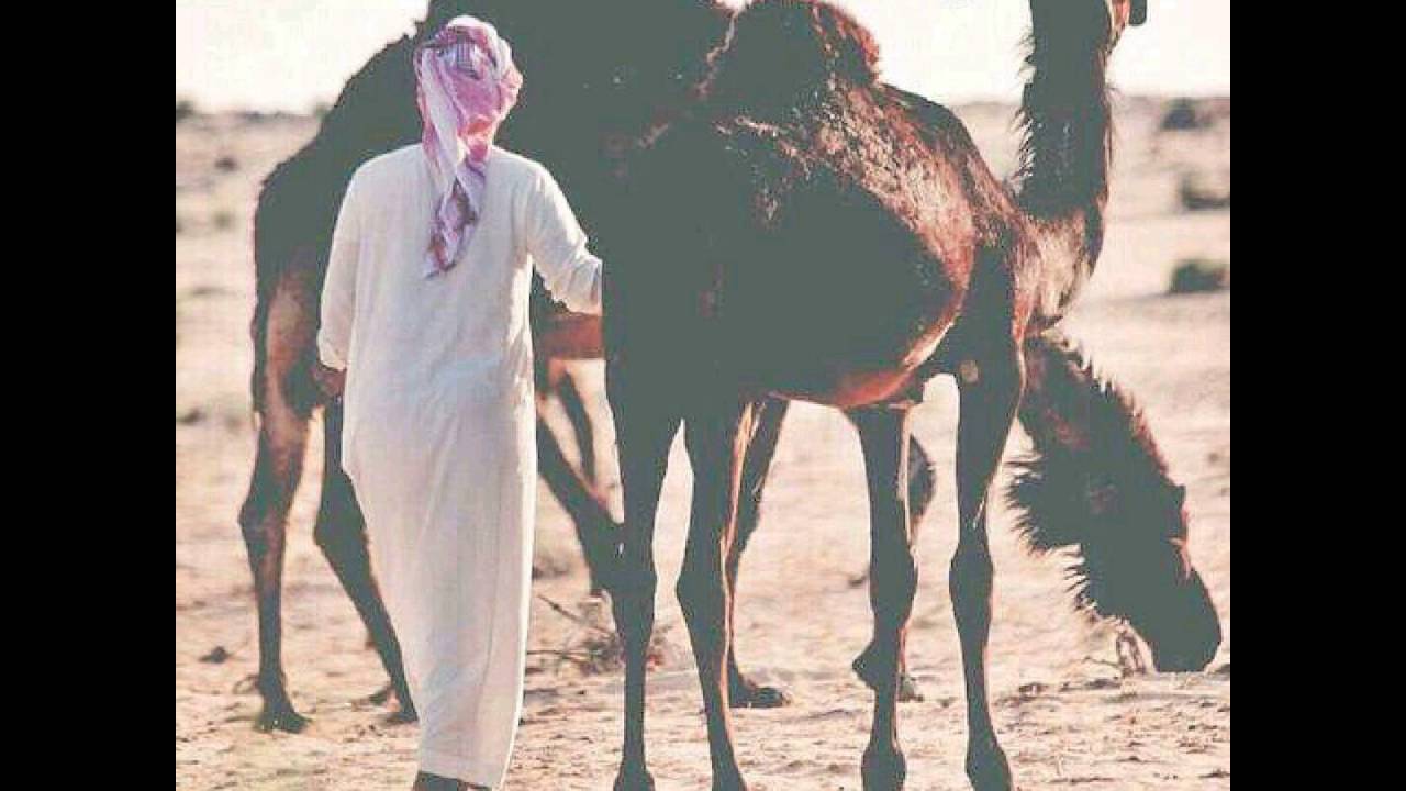 شيلة بني سفيان ll سلام ياسفيان ll  لحن ال ضاعن #حماسية