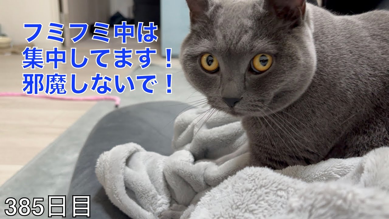【スコ猫トト君】フミフミに集中してるトト君ですwww