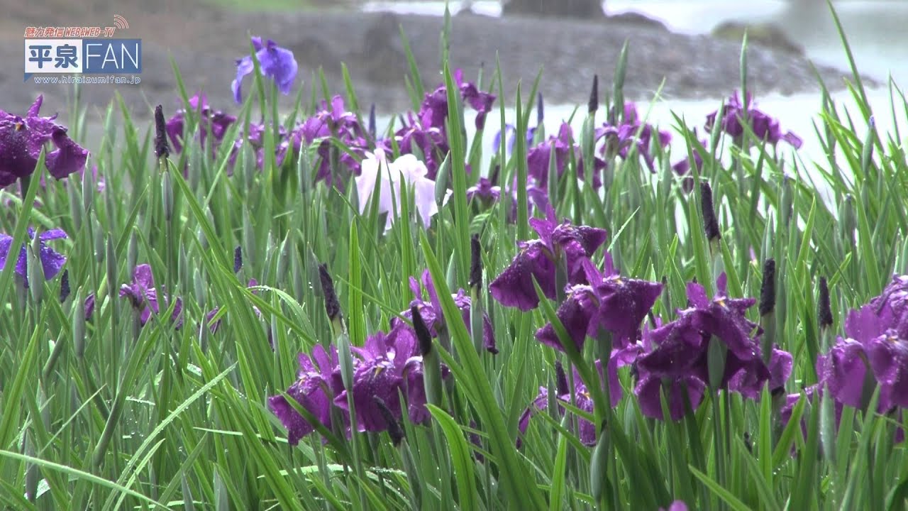 【English】All About Hiraizumi#12 Motsu-ji Iris Festival