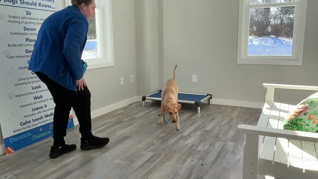 Junior- Working on place, sit, down, come, and gentle