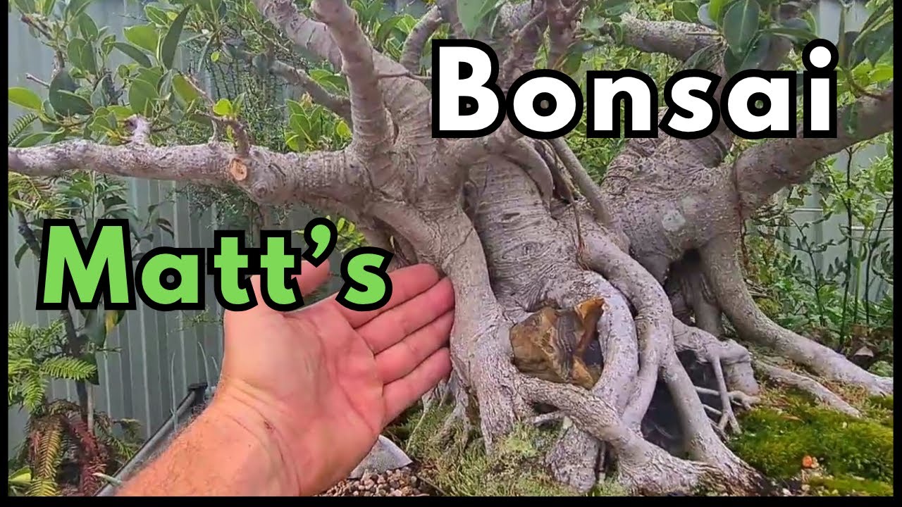 Bonsai Private Collections #1 - Featuring Matt's Trees