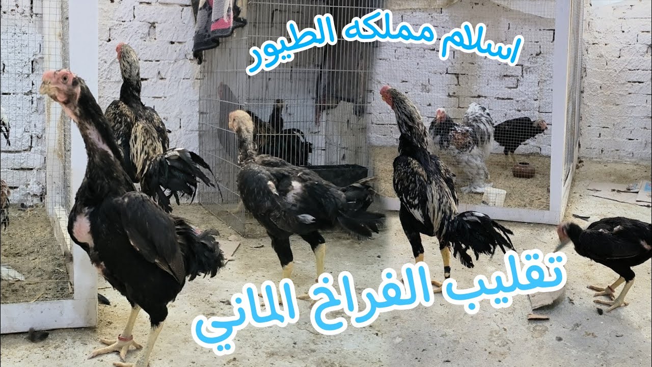 🫵 من المحظوظين عشان اليوم هتعرف مواصفات واسعار الفراخ الالماني بلد الاصل الاردن وبلد الاقامه مصر🐓