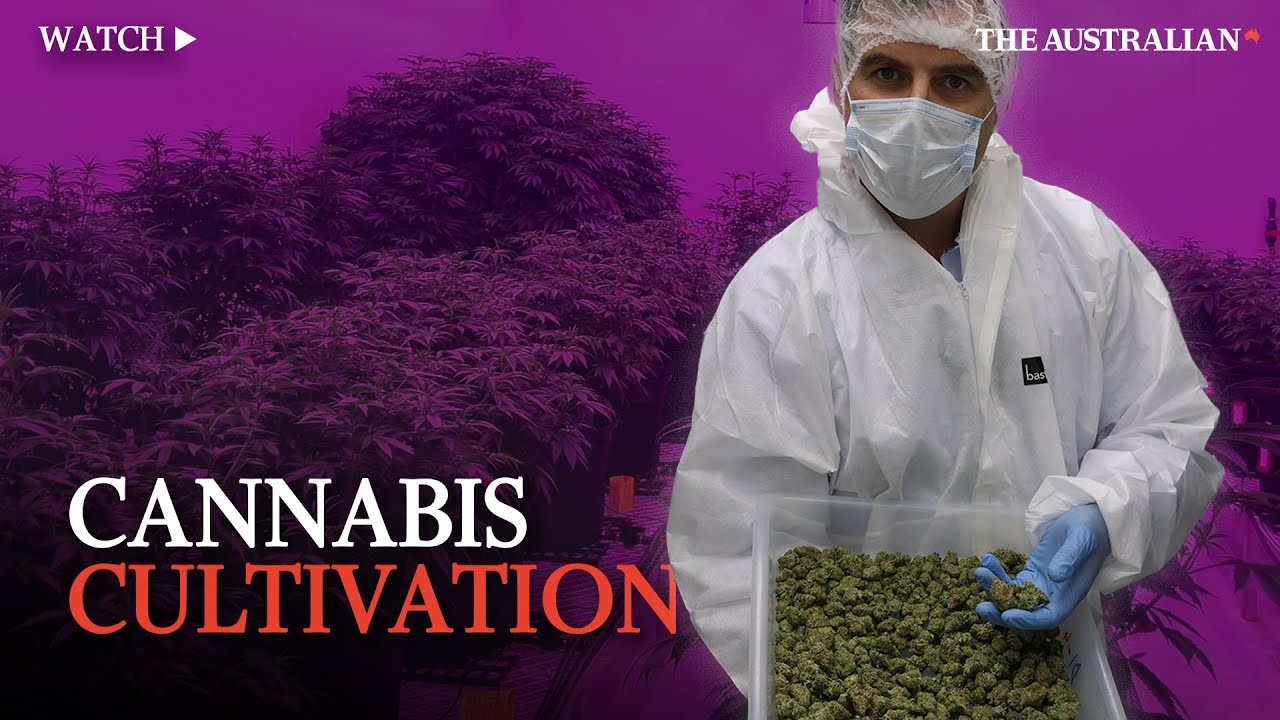How Aussie firm is cultivating medical marijuana