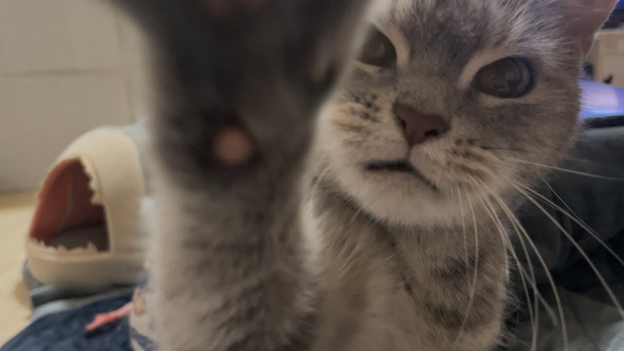 本気でちゅ〜るが欲しいと猫はこうなります
