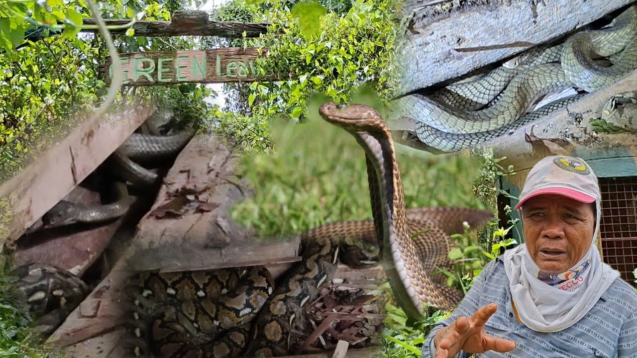Mga King cobra sa abandonadong resort gustong kainin ang sawa | part 1