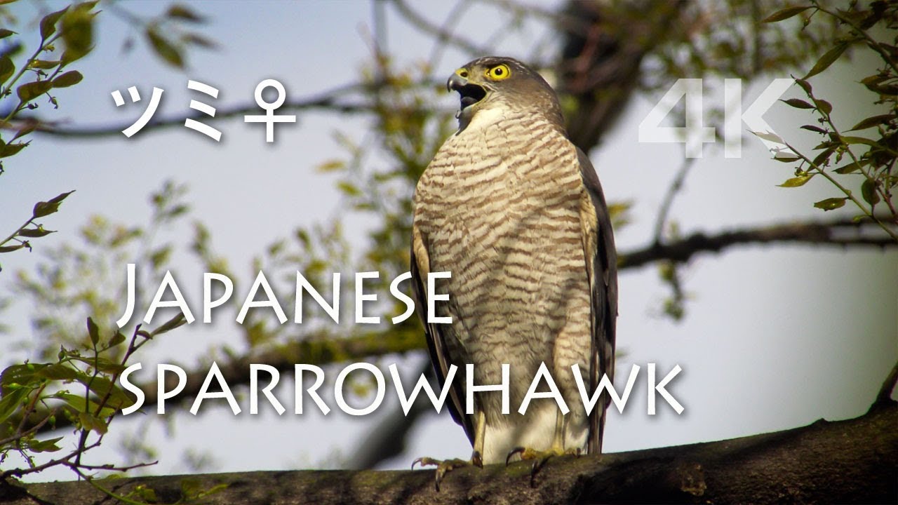 野鳥撮影・ ツミ♀の鳴き声と巣作りシーン 4K