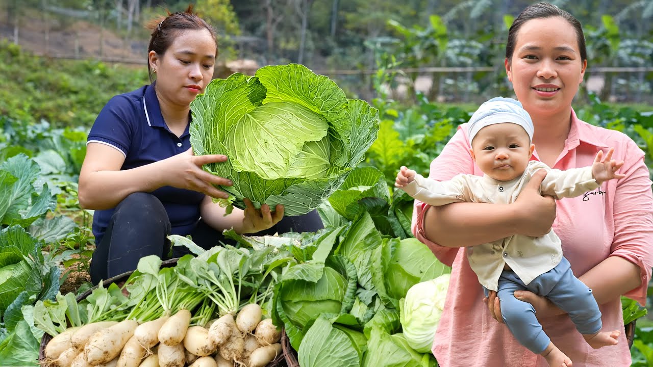 Harvest & Cook Cabbages and Radishes: How to Make Cabbage Rolls, Braise Pork with Radishes
