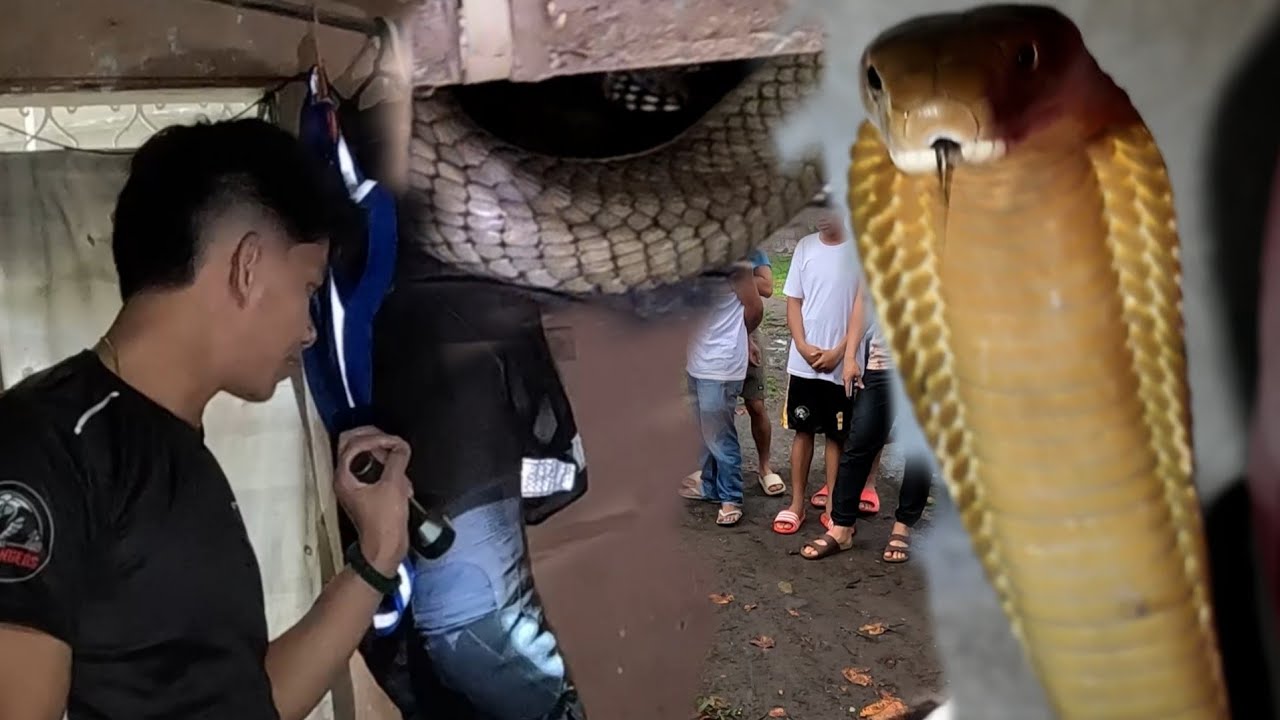 MAILAP NA KING COBRA ANG NAGPAHIRAP SA GRUPO NI COBRA PRINCE
