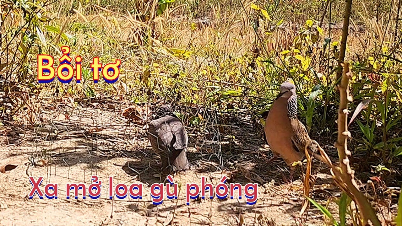 Bổi tơ có bài.clip 945.xa mở loa gù phóng.Nguyễn Quân