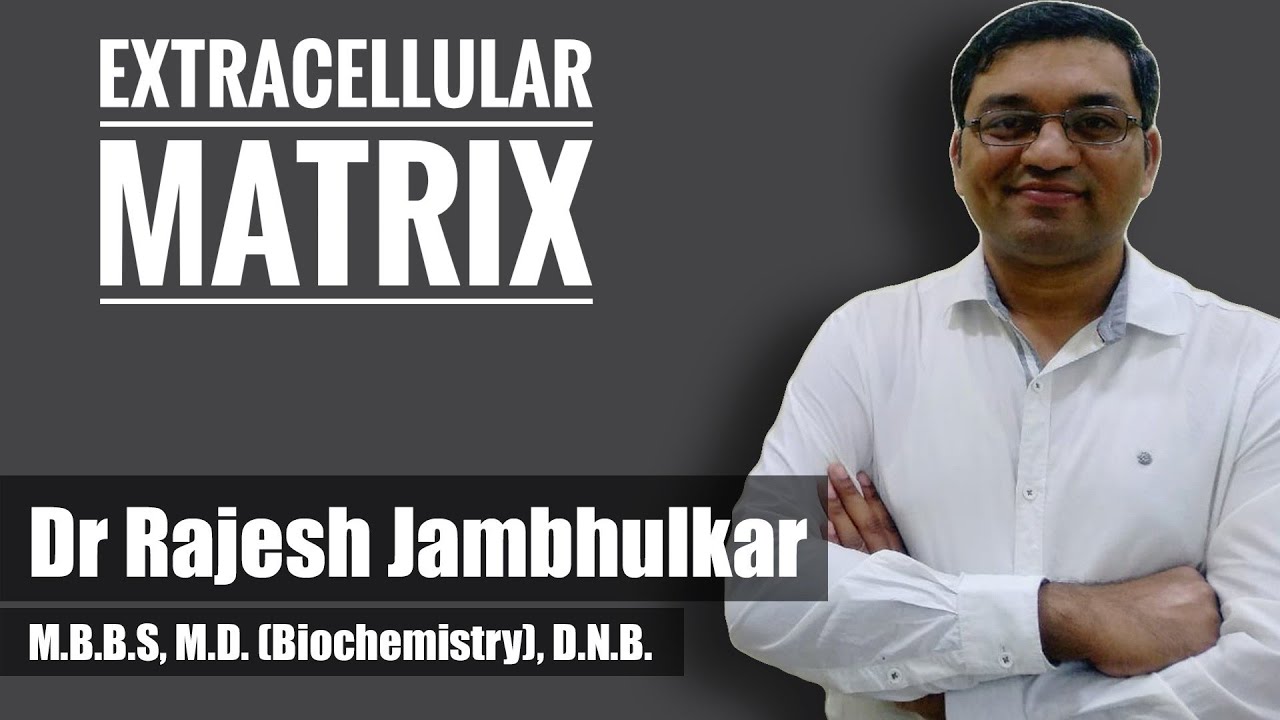 Extracellular matrix (ECM)