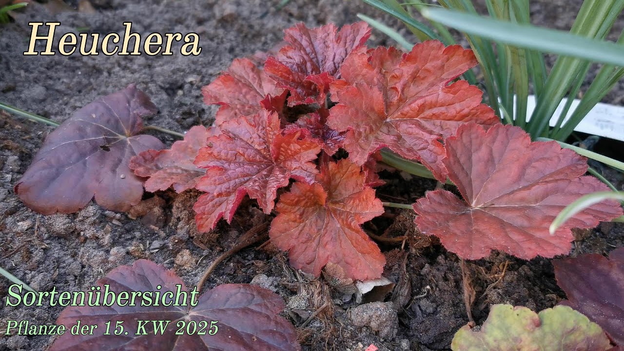 Heuchera, der schönste Bodendecker für Sommer und Winter, Sortenübersicht / Teilen und Geld sparen