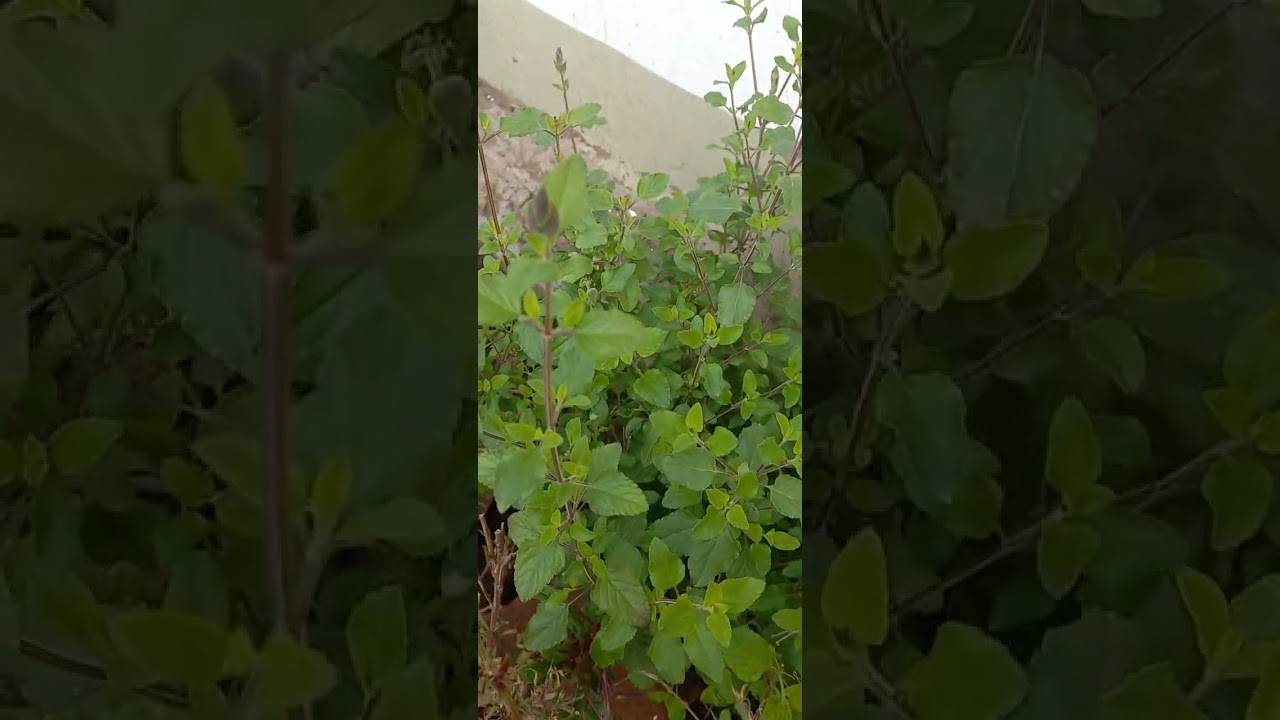 Salvia roja :)